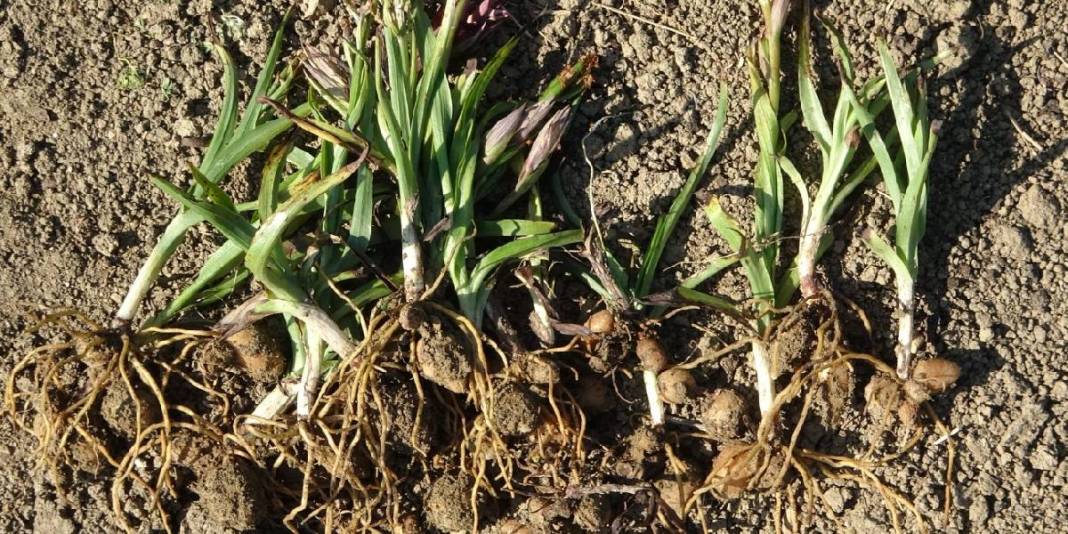 Tarlada zengin ediyor, doğada toplanmıyor! Dünyanın en pahalı bitkisinde hasat başladı: Kilosu 3 bin liraya satılıyor 4